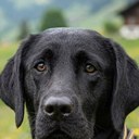 Bruno, a black Labrador, portrait in an alpine flower meadow