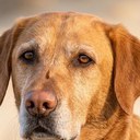 Rio, a fox-red Labrador, head-and-shoulders portrait in coastal dunes