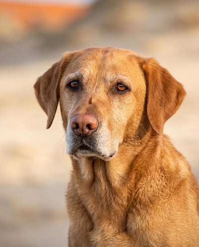 Rio, a fox-red Labrador, sitting in coastal dunes at golden hour