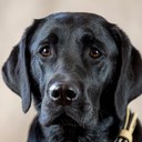 Sir Lucky, a black Labrador, studio portrait wearing a tan leather collar