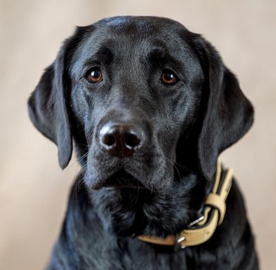 Sir Lucky, a black Labrador, studio portrait wearing a tan leather collar